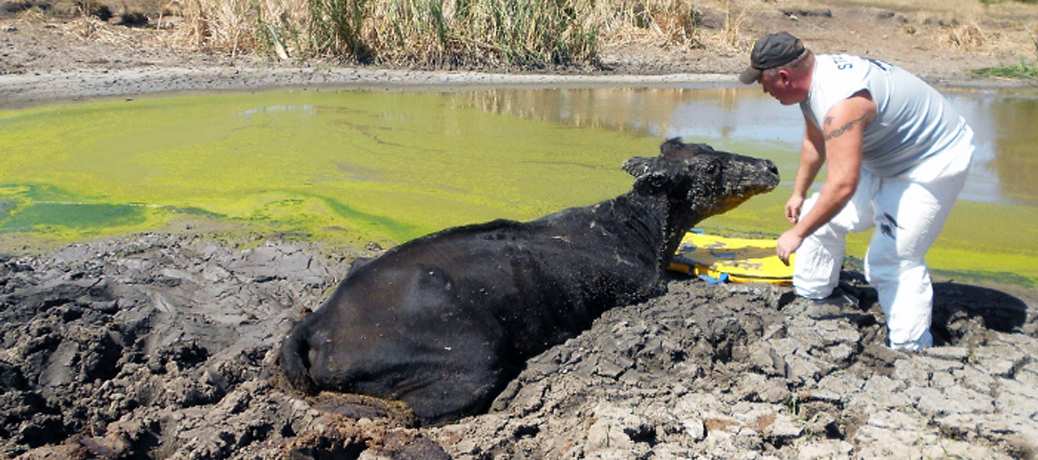 Cow-stuck-in-mud